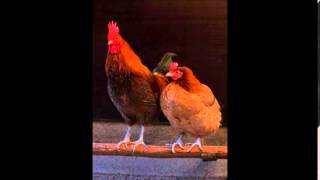 The Hyper-Caffeinated Chicken Dance