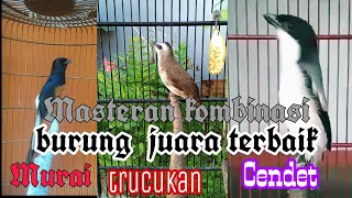 Download lagu MASTERAN  JUARA TERBAIK.. MURAI VS CENDET VS TRUCUKAN.. FULL ISIAN WARNA WARNI.. GACOR .. mp3