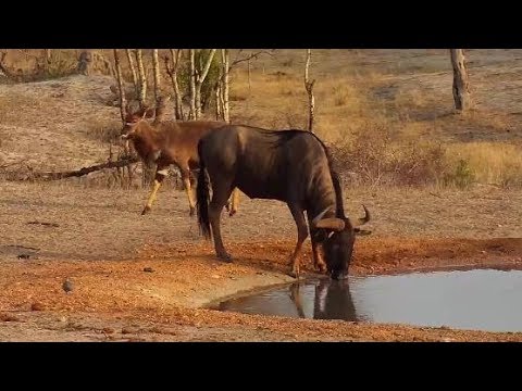 Djuma: Nyalas and Wildebeests - 06:12 - 10/24/19