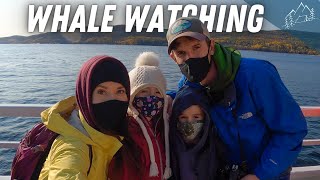 whale watching at tadoussac quebec canada Video