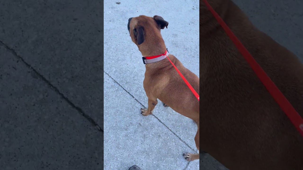 Enlarge Nala, a Adoptable mixed breed in Houston, TX video 2/2