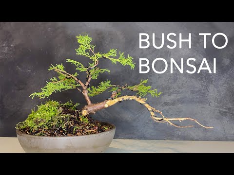 Transform juniper bush to bonsai for 5 Euro. Cheap Beginners Bonsaitree with amazing result