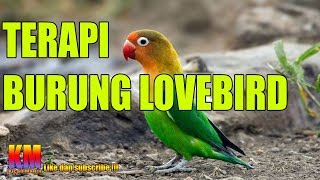 Download lagu Terapi Burung Lovebird Agar Suka Bunyi Ngekek Panjang mp3