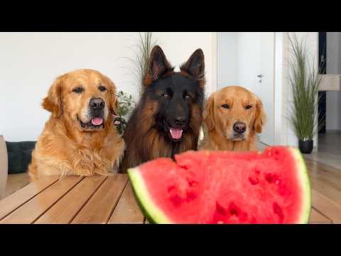 My Dogs Try Watermelon For The First Time