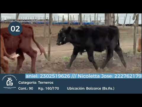 Lote Machos, Balcarce Bs As