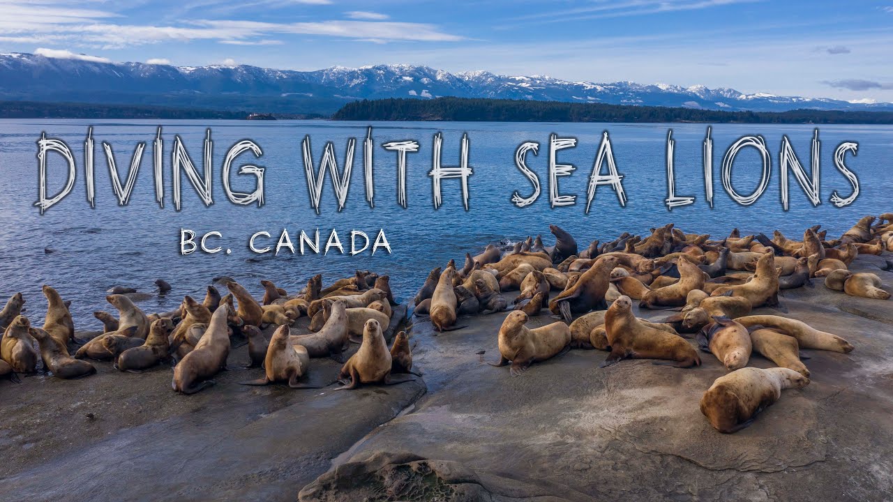 Stellar Sea Lions