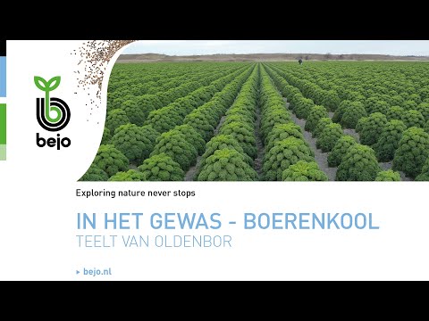 , title : 'BEJO | In het gewas - Boerenkool | Teelt van Oldenbor'