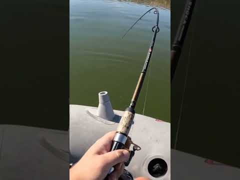 Pike picks up the jig #fishing #pikefishing #lowrance #saskatchewan