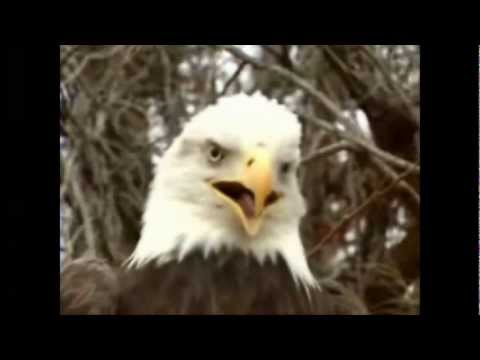 OSTENVEGR'S TRAVEL  - Bald Eagle' s Flight (naturbirds ambient synth pop music)