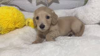 ミニチュアダックスの動画01