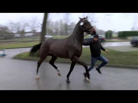 Gekörter Hengst Damocles v Dominator Z