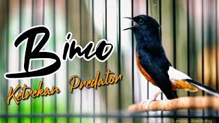 Download lagu LANGSUNG EMOSI | KETREKAN PREDATOR | MASTERAN MURAI | SHAMA BIRD INDONESIA mp3