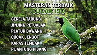Download lagu MASTERAN TERBAIK UNTUK CUCAK IJO JAGOAN ANDA !! mp3
