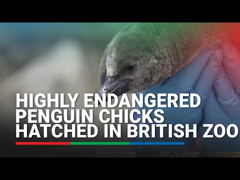 Eleven highly endangered penguin chicks hatched at UK's Chester Zoo ABS-CBN News