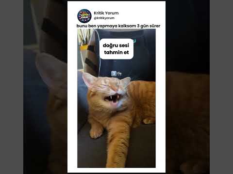 Doğru sesi bulabilecek misiniz? 😂 #komikyorumlar