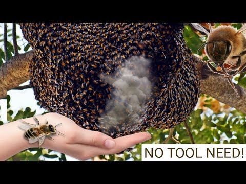 How to Catch Bees Safely Using Smoke & Bare Hands | Traditional Beekeeping Tutorial