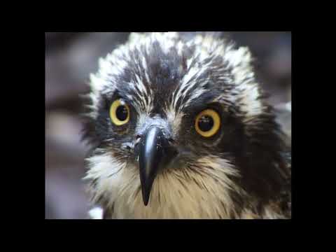 ŘÁD DRAVCI  - jestřáb, káně, krahujec, orel, orlovec, ostříž, pochop, poštolka, raroh .......