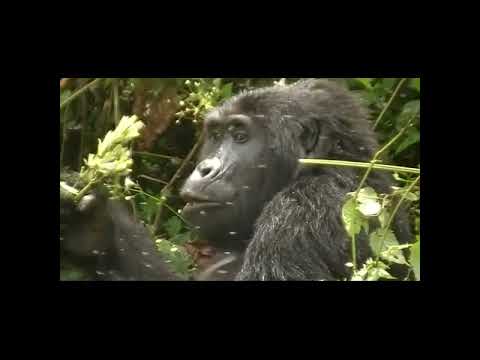 Mountain Gorillas of Uganda
