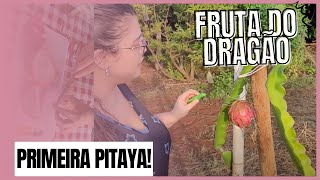 A PRIMEIRA FRUTA DO DRAGO/ PITAYA, FRANGUINHO NA PANELA e o CANTO DA SERIEMA