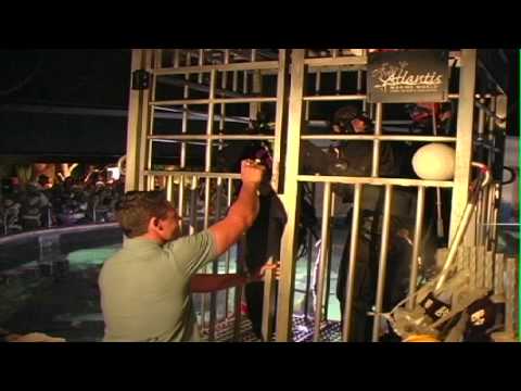 Swim with the Sharks during Shark Week at Atlantis Marine World - Riverhead, NY