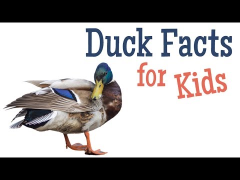 image-What foods do ducks eat?