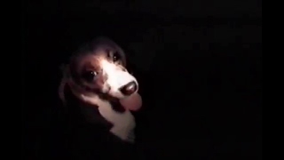 Ty Segall - Freedom (Music Video)