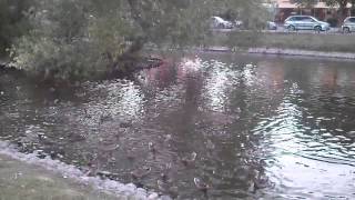 preview picture of video 'Park ducks in Uppsala, Sweden'