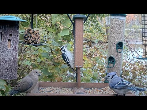 Busy Blue Jays Join Woodpecker And Dove At Cornell Feeders – Oct. 18, 2023