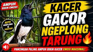 Download lagu 🔴 Kacer Gacor Ngeplong Tarung🔥 Pancingan Paling Ampuh Bikin Kacer Emosi Maksimal #kacerfighter mp3
