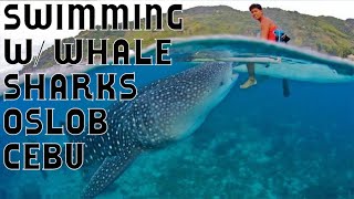 preview picture of video 'Preview: Swimming With Whale Sharks In Oslob, Cebu'