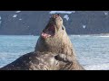 Violent Elephant Seal Fight