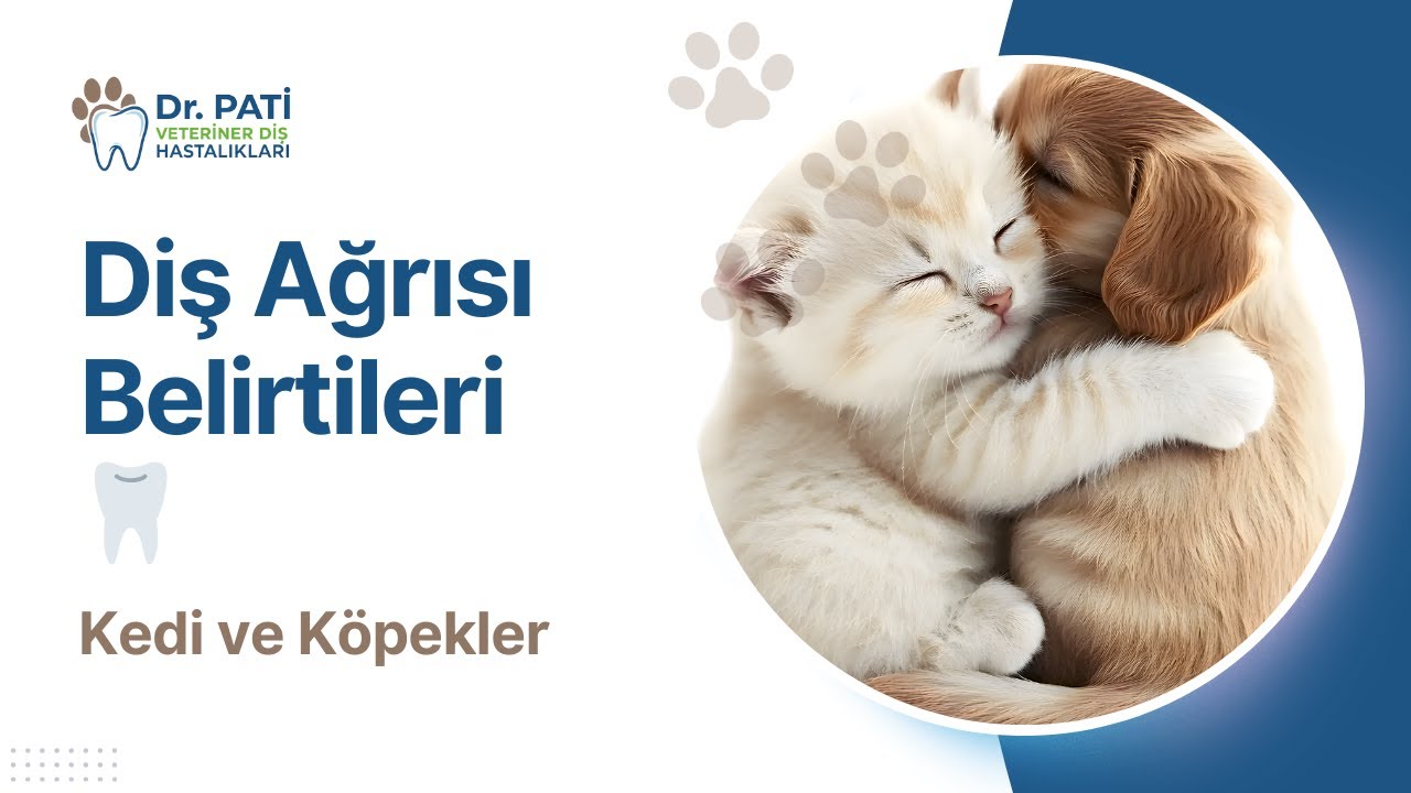 Kedi ve Köpeklerde Diş Ağrısı Nasıl Anlaşılır? En Önemli Belirtiler