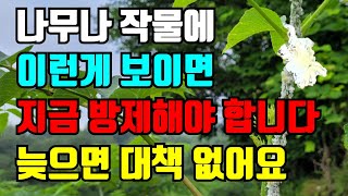 주변 나무나 작물에 이런게 보이면 꼭 방제해야 합니다.늦으면 작물 싹다 죽어요.대책 없어요