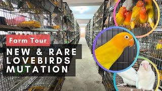 Rare Mutation Lovebirds Farm 1500+ Pairs