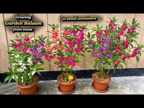 Growing Vibrant Garden Balsam Flowers from Seeds in Containers - Step by Step