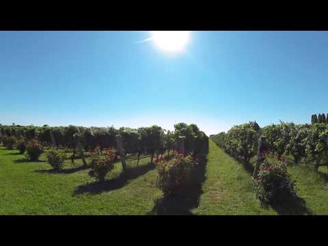 Time lapse of sunrise and sunset at the beautiful Martha Clara Vineyards.