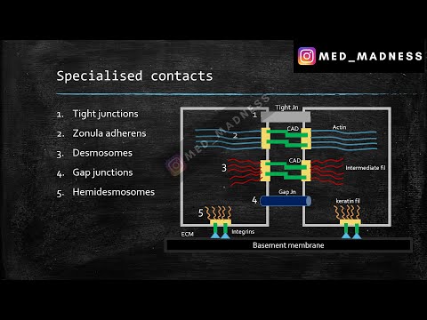 Cell Junctions | Learn in 4 min | Med Madness