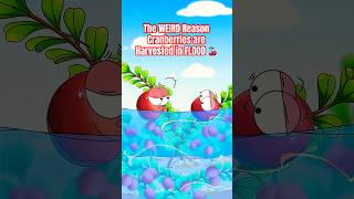 Download lagu The WEIRD Reason Cranberries are Harvested in FLOOD 🍒🌊 #cranberry mp3 Download lagu The WEIRD Reason Cranberries are Harvested in FLOOD 🍒🌊 #cranberry mp3
