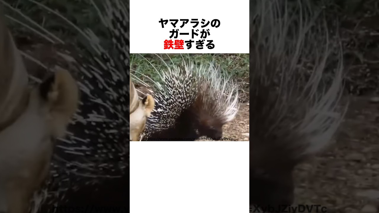 ヤマアラシに挑戦する動物たち