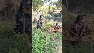 Download lagu Harvesting peanuts during the day, continuing with cooking at the hut in the evening mp3