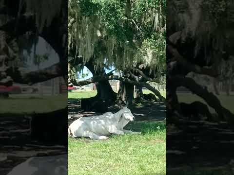 , title : '♡ Zebu at Drive Thru Safari in Wild Florida ♡ 인도혹소/혹소 #zebu #cattle #safari #safaritour #safaricar'