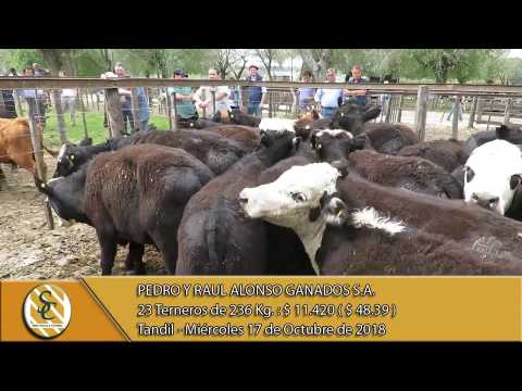17-10-18 Venta de Machos - Pedro y Raúl Alonso Ganados S.A. - Tandil