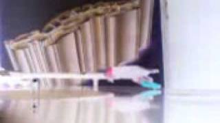 Download lagu ALLEYCATS-OH IBU mp3