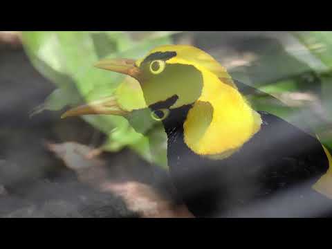 REGENT BOWERBIRD - Adult male in his bright yellow plumage