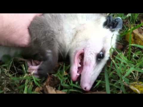 Vačice opossum: Opravdu je to "smrdutý opossum"? Vůbec ne, ale za to umí dokonale zahrát mrtvolu - Médium.cz