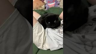 今日も強い意志の猫 #shorts #猫のいる暮らし #ねこライフ #cat #猫のいる風景  #catshorts