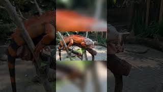 Download lagu Iguana Besar Ini Sangat Jinak Saat Bertemu Manusia!! #animals #shorts #fyp mp3 Download lagu Iguana Besar Ini Sangat Jinak Saat Bertemu Manusia!! #animals #shorts #fyp mp3