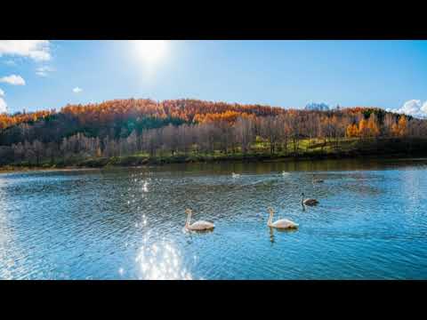 ボロウスキー「タトルト」:インセルとピックアップアーティストとは何ですか?