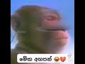 අත්තාපිටිය ගඟ දෙපසේ බුරුත නැමී Funny Voice Call 