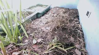 ダルマガエル観察ライブ20250913